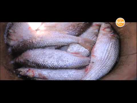 بالفيديو  طريقة عمل الفسيخ