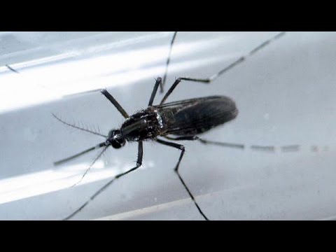 بالفيديو منظمة الصحة العالمية توصي بحماية جنسية مشددة للقضاء على زيكا