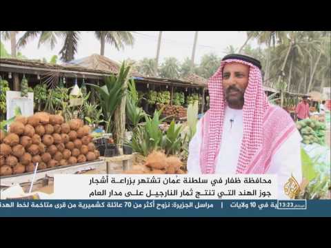 بالفيديو تعرف على أسباب إقبال المواطنين على شجرة جوز الهند في صلالة