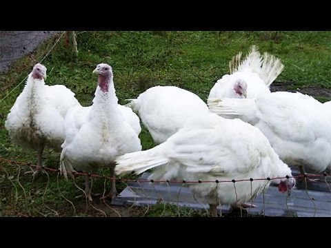 شاهد إجراءات كبيرة في فرنسا ضدّ إنفلونزا الطيور