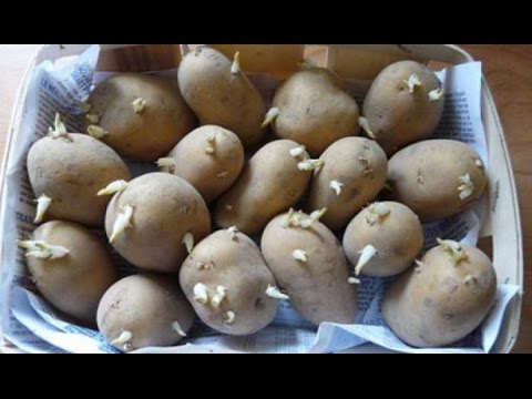 بالفيديو  البطاطا تقتل عائلة روسية بأكملها