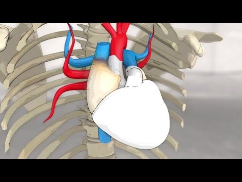 ماذا تعرف عن القلب الإصطناعي وطريقة علمه