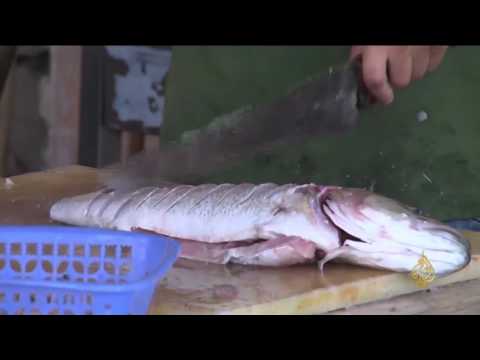 شاهد كيف تشتري سمكًا طازجًا 