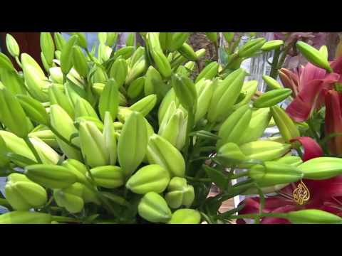 شاهد  دور تنسيق الزهور في المزاج الإنساني العام