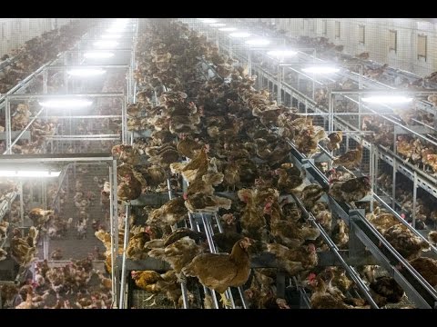 شاهد هونج كونج تعلن الإصابة الثانية بإنفلونزا الطيور