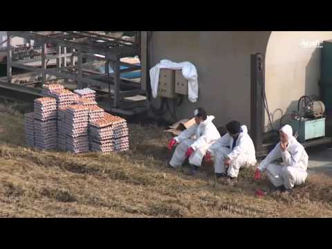 إنفلونزا الطيور تؤرق دول آسيا وأوروبا