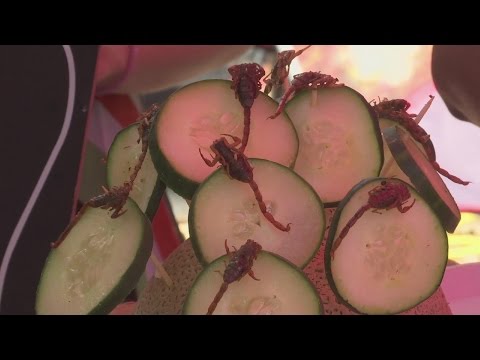 شاهد طبق مكسيكي شهي مكون من ديدان و صراصير