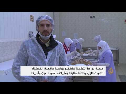 بالفيديو الكستناء فاكهة بورصا وحلواها تؤكل في شكل حلوى