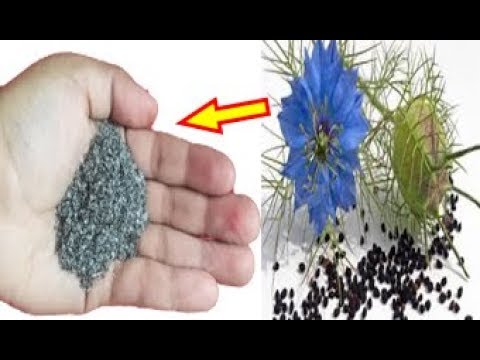 شاهد بذور نبات لعلاج البواسيرالداخلية والخارجية نهائيًا