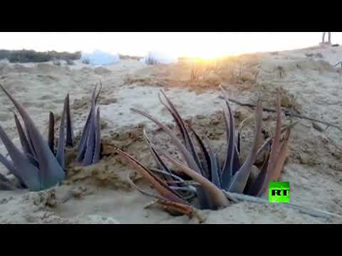 مقطع مصوّر يُظهر مقابر ضحايا مذبحة الروضة في العريش