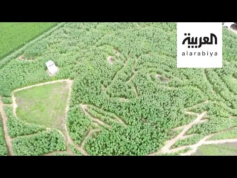 شاهد مزارعون ألمان يحيون ذكرى الموسيقار العالمي بيتهوفن بطريقة عجيبة