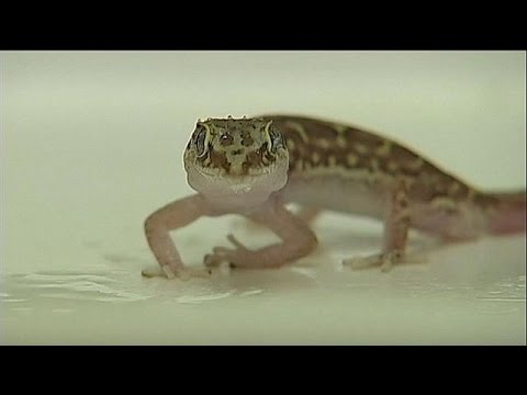 شاهد جلد السحلية لاستخدامات طبية وصناعية