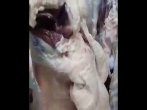 مقطع مصوّر يكشف حالات الغش في صناعة اللحوم
