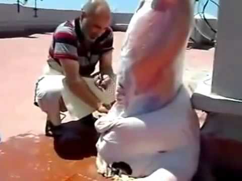 بالفيديو الطريقة الشرعية لذبح وسلخ الأضحية