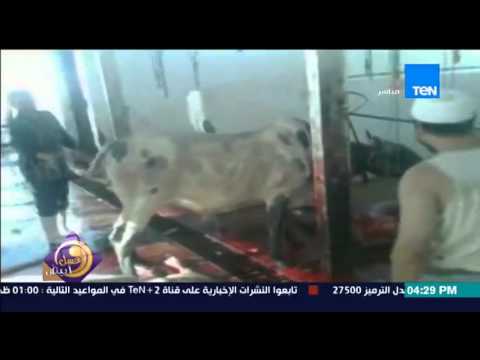 بالفيديو ذبح العجول على أنغام الترامادول