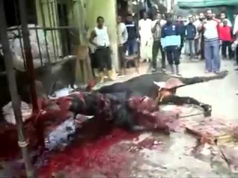 شاهد جزارون يعذبون عجلًا قبل ذبحه