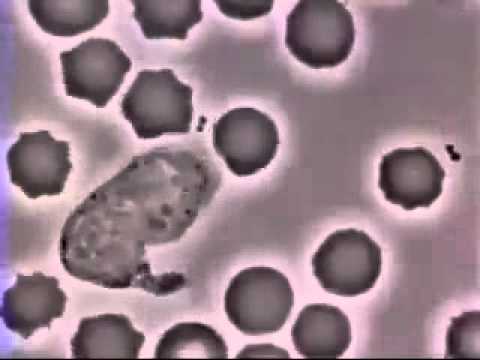 شاهد خليه دم بيضاء تطارد بكتريا بشراسة وتقضي عليها