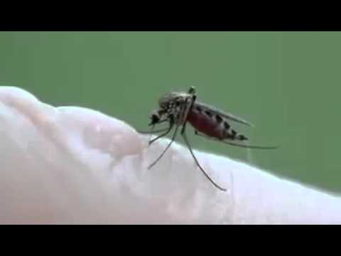 بالفيديو طريقة تناول البعوضة لدم الإنسان 