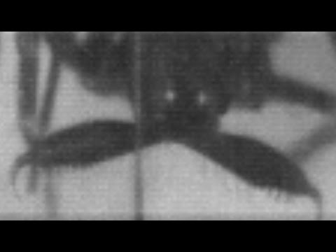  شاهد كيف يصطاد العنكبوت فريسته