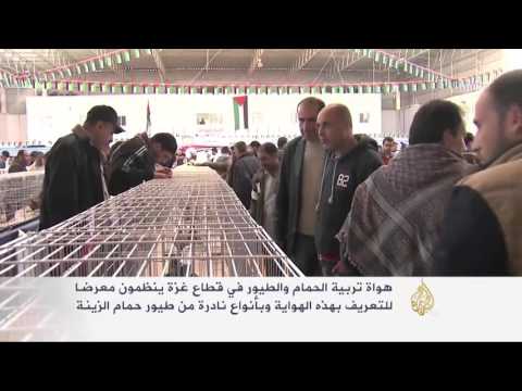محمد الغول يهوى تربية حمام الزينة