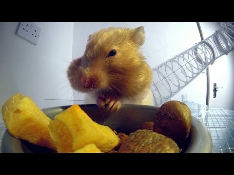مقطع مصور لـهامستر يخزن الطعام داخل جسده