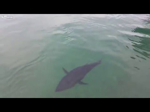 بالفيديو  سمكة ضخمة تبتلع طائر نورس وتلفظه حيًا