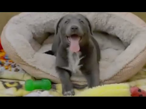 شاهد ملجأ أميركي يصنع حذاء خاص لكلب