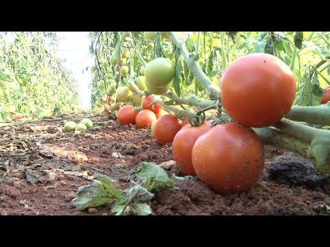 السيقع يضرب المحاصيل الزراعية في فلسطين