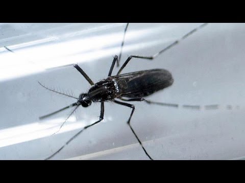 شاهد الصحة العالمية بحاجة إلى 160 مليون دولار لمواجهة الرهانات