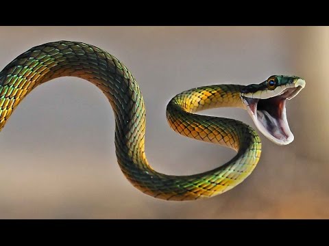 بالفيديو أخطر 10 أفاعي في العالم