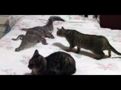 بالفيديو قطط تحصل على صديق برمائي في المنزل