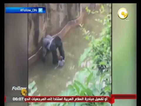 بالفيديو طفل يدخل قفص الغوريلا ويبقى معها لمدة 10 دقائق