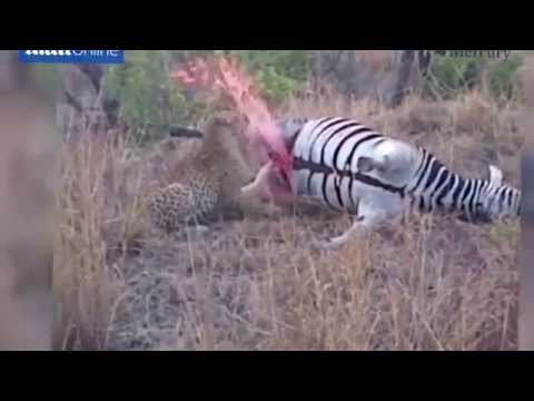 بالفيديو شاهد لحظة انفجار حمار وحشي ميت في وجه فهد