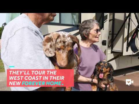 بالفيديو  كلب أعمى يجد طريقه بصديقته المبصرة