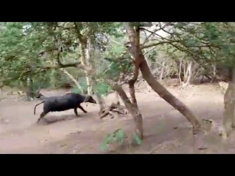 شاهد مجموعة من الجاموس يطارد لبؤة