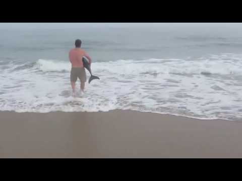 4 ملايين مشاهدة لإنقاذ دولفين علق على الشاطئ