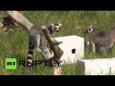 شاهد الليمور يتنبأ بفوز ألمانيا على أوكرانيا في أمم أوروبا