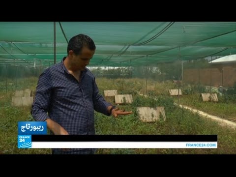 تربية الحلزون في المغرب تشهد إقبالا متناميا