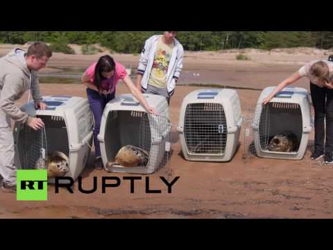 بالفيديو خمس فقمات تعود إلى البحر بعد علاج