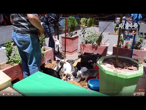 فيديو حديقة القطط في مدينة أغادير