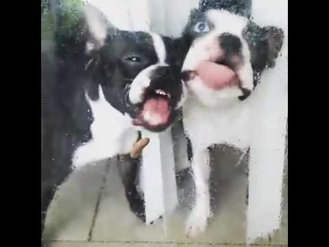 شاهد باب زجاجي ينقذ حلزونا من التهامه من قبل كلبين