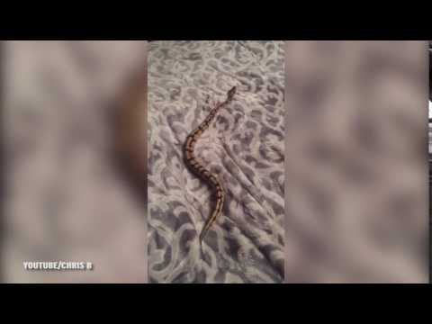 بالفيديو شاهد لقطات طريفة لثعبان غير قادر على الحركة فوق ملاءة سرير