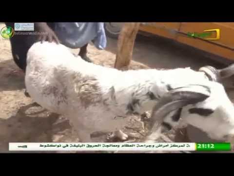 بالفيديو  اغلى كبش في تاريخ موريتانيا