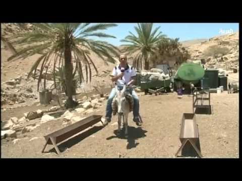 بالفيديو شاهد مصير الحمير في فلسطين