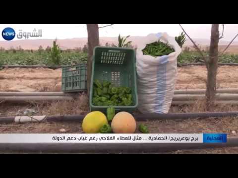 شاهد الحمادية مثال للعطاء الفلاحي رغم غياب الدولة