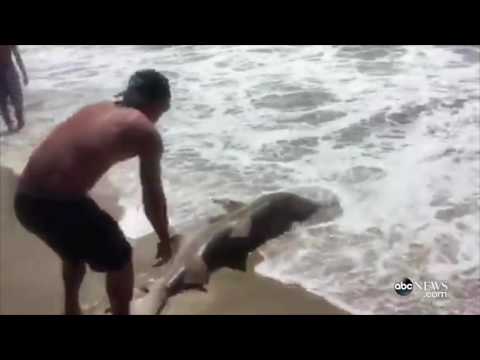 بالفيديو طفل يصطاد سمكة قرش ضخمة بصنارة صغيرة