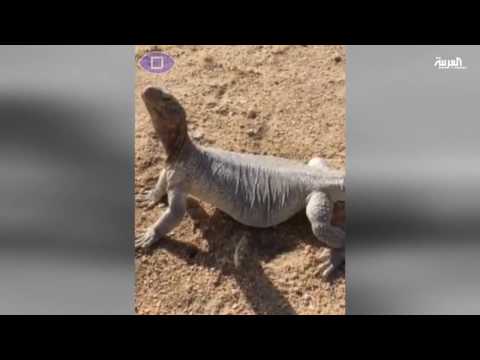 شاهد أمانة القصيم ترد على فيديو البقرة النافقة في مسلخ الدمام