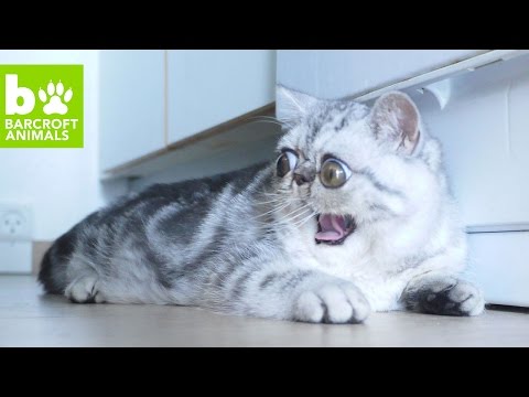 هيرمان القط الأكثر رعبًا في العالم