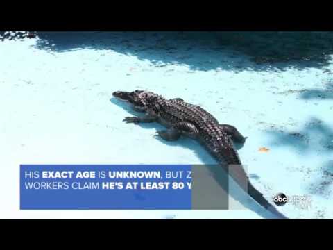 شاهد موجو أكبر تمساح يتخطى الـ 80 عامًا وصحته ممتازة