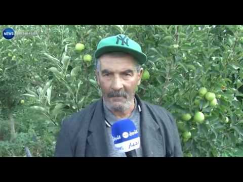 بالفيديو شاهد 20 ألف شجرة مثمرة مهددة بالهلاك في أصول